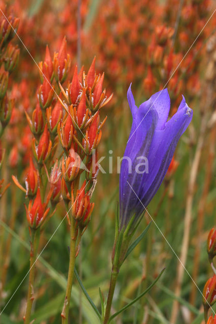 Klokjesgentiaan (Gentiana pneumonanthe)