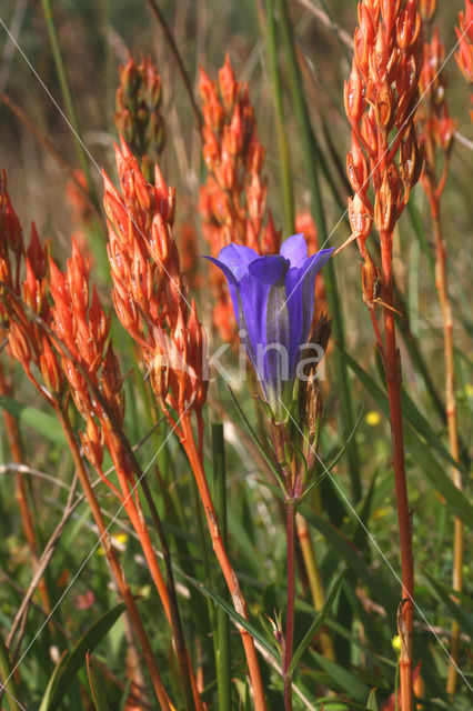 Klokjesgentiaan (Gentiana pneumonanthe)