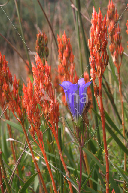 Marsh Gentian (Gentiana pneumonanthe)