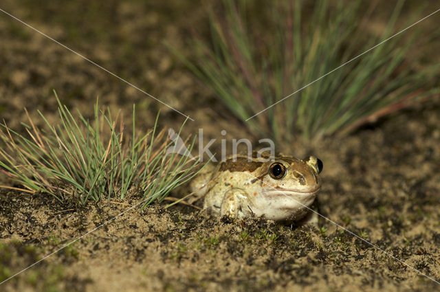 Common Spadefoot Toad (Pelobates fuscus)