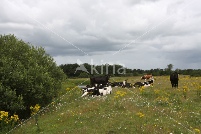 Cow (Bos domesticus)