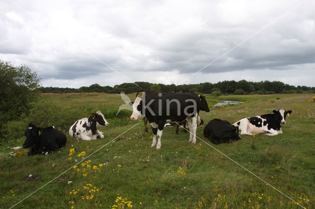 Cow (Bos domesticus)