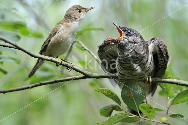 Common Cuckoo (Cuculus canorus)