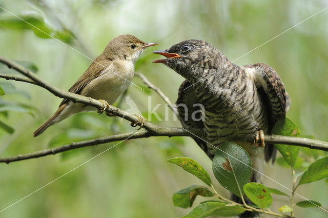 Common Cuckoo (Cuculus canorus)