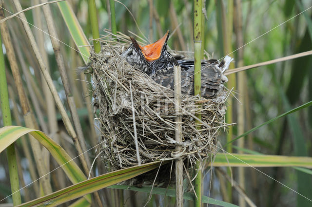 Common Cuckoo (Cuculus canorus)