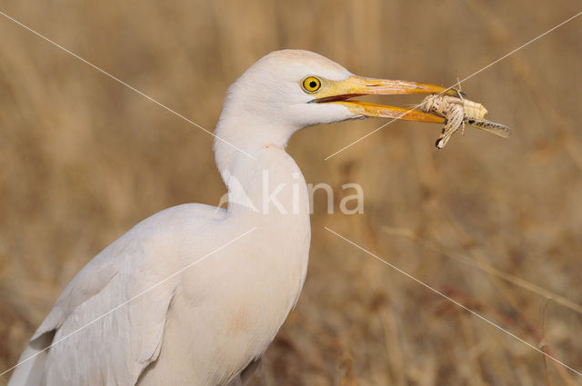 Koereiger (Bubulcus ibis)