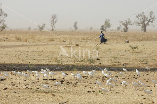 Cattle Egret (Bubulcus ibis)