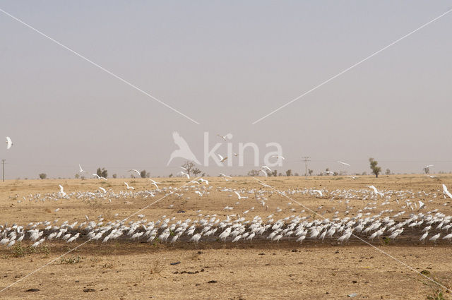 Koereiger (Bubulcus ibis)