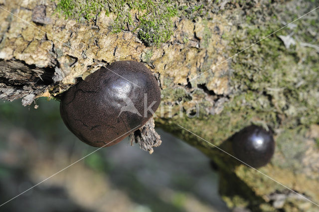 Kogelhoutskoolzwam (Daldinia concentrica)