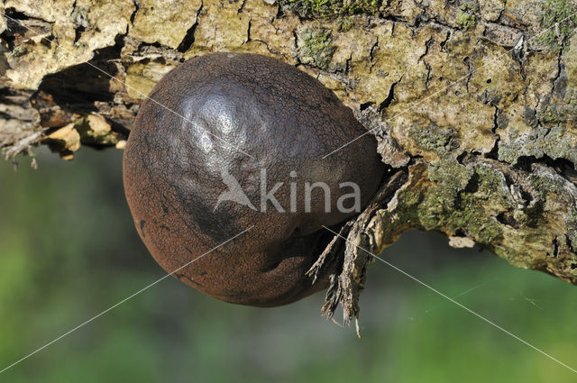 Kogelhoutskoolzwam (Daldinia concentrica)