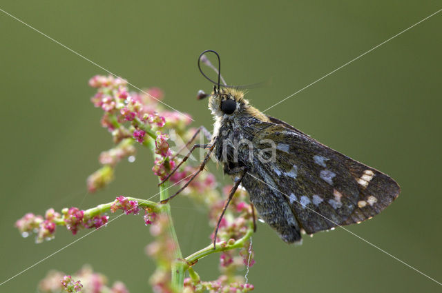 Silver-spotted Skipper (Hesperia comma)