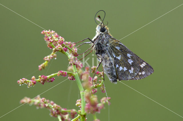 Silver-spotted Skipper (Hesperia comma)