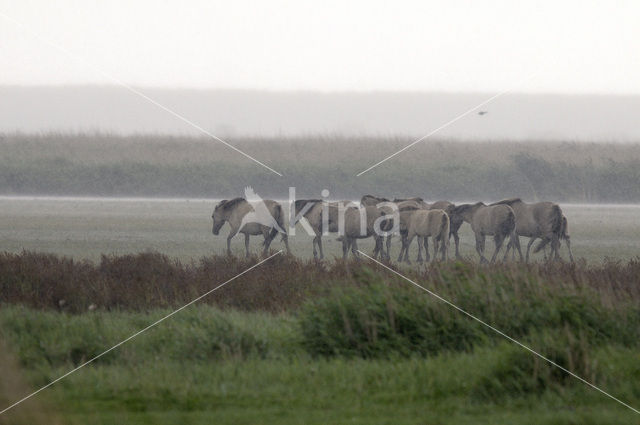 Konik horse (Equus spp)