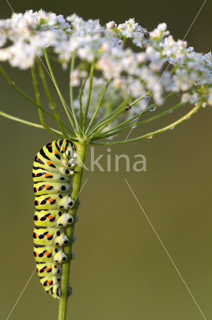 Swallowtail (Papilio machaon)