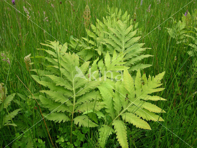 Moerasvaren (Thelypteris palustris)