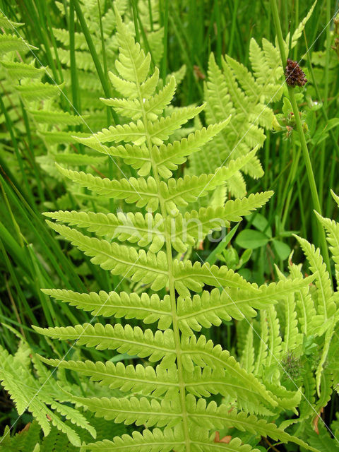 Moerasvaren (Thelypteris palustris)