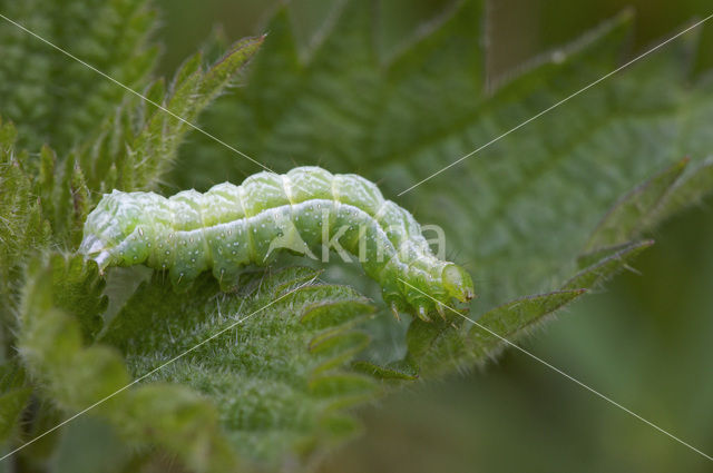 Koperuil (Diachrysia chrysitis)