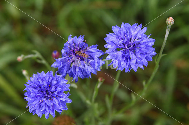 Korenbloem (Centaurea cyanus)