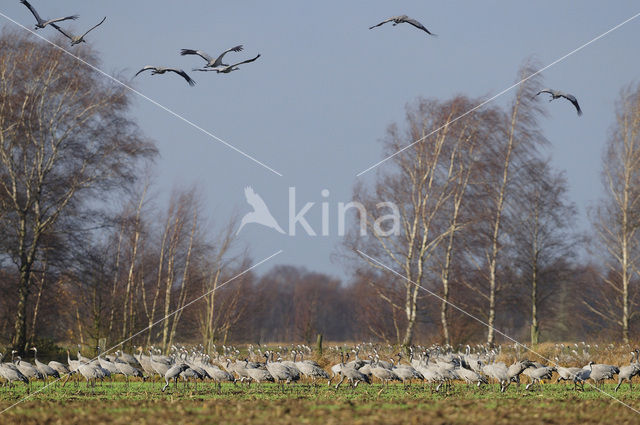 Kraanvogel (Grus grus)