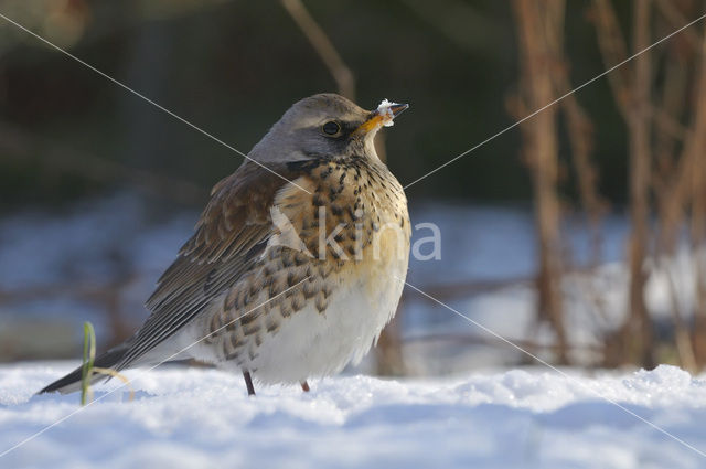 Fieldfare (Turdus pilaris)