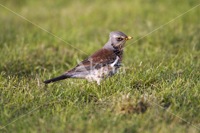 Fieldfare (Turdus pilaris)