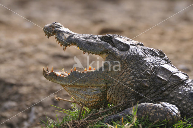 Krokodil (Crocodylus spec.)