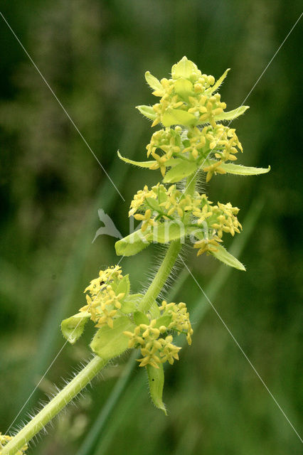 Crosswort (Cruciata laevipes)