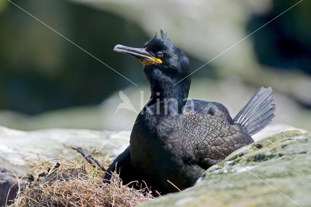 Kuifaalscholver (Phalacrocorax aristotelis)