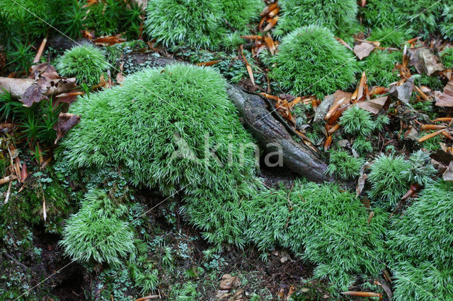 Kussentjesmos (Leucobryum glaucum)