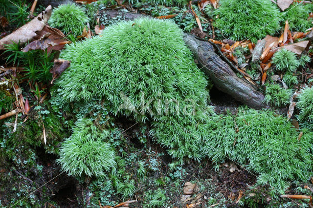 Kussentjesmos (Leucobryum glaucum)