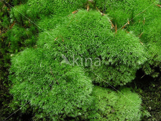 Kussentjesmos (Leucobryum glaucum)