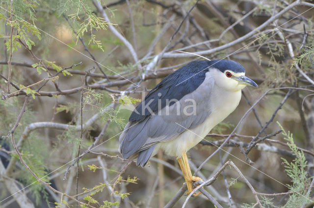 Kwak (Nycticorax nycticorax)