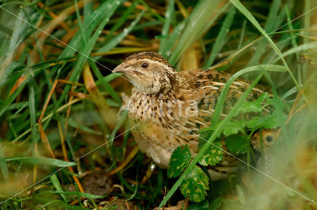 Common Quail (Coturnix coturnix)