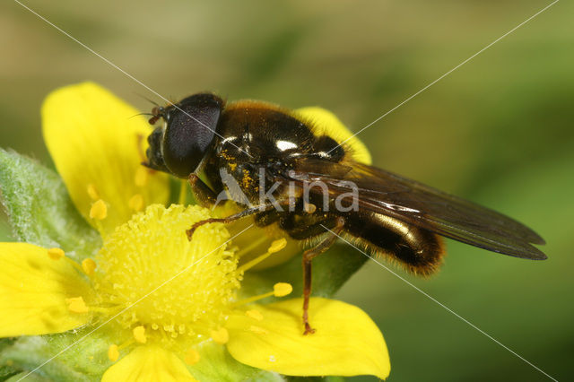 Laat hoefbladgitje (Cheilosia canicularis)