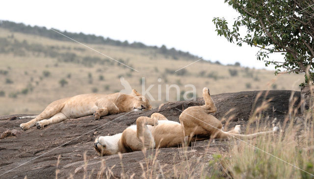 Lion (Panthera leo)