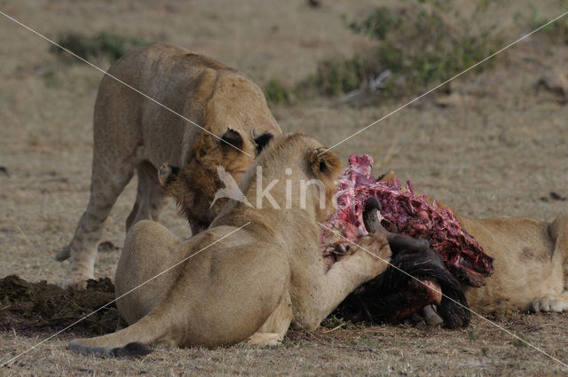 Leeuw (Panthera leo)