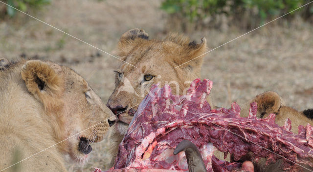 Lion (Panthera leo)