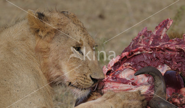 Lion (Panthera leo)