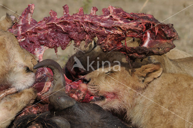 Lion (Panthera leo)