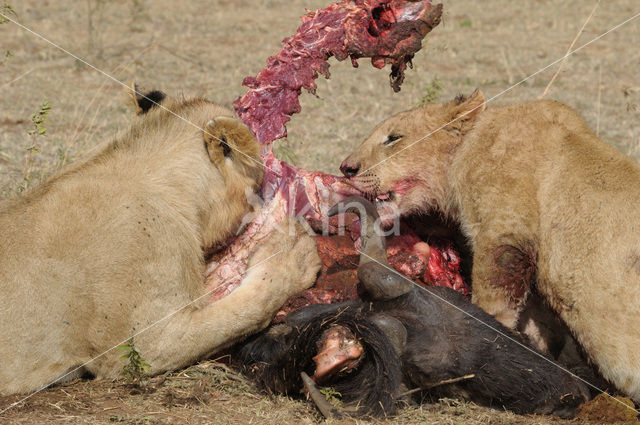 Lion (Panthera leo)