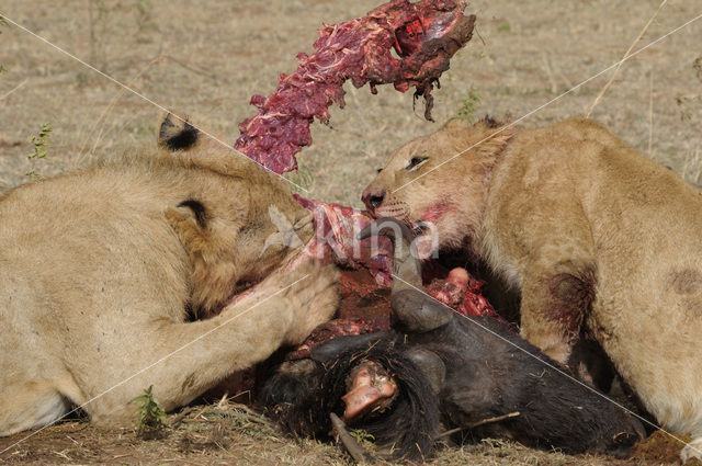 Lion (Panthera leo)