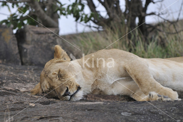 Lion (Panthera leo)