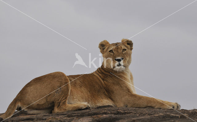 Lion (Panthera leo)