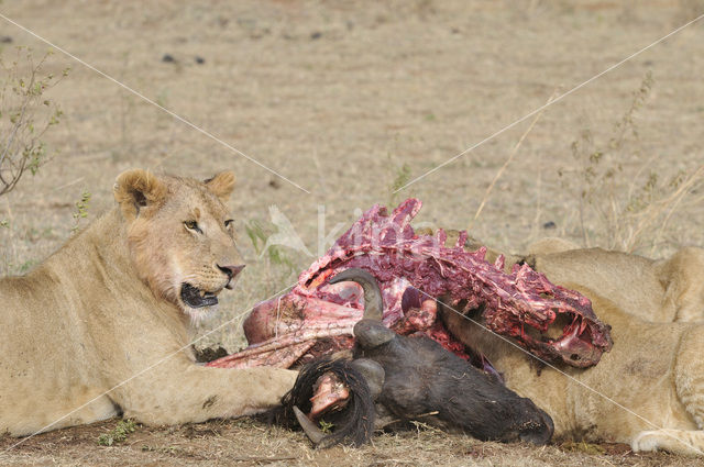 Lion (Panthera leo)