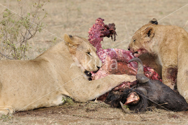 Leeuw (Panthera leo)