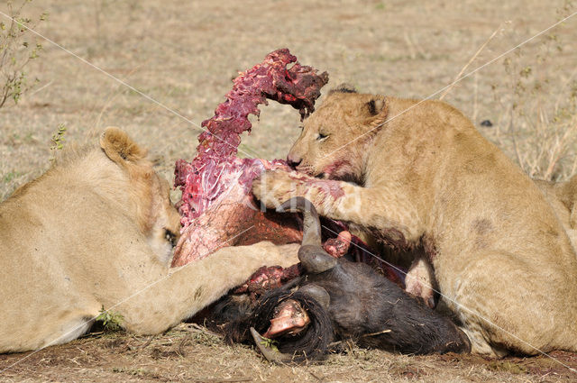 Leeuw (Panthera leo)