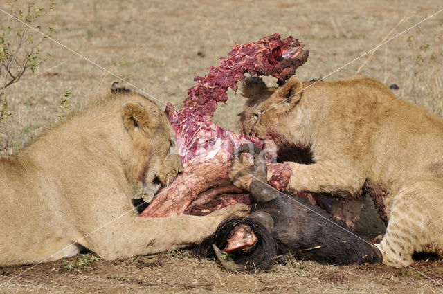 Lion (Panthera leo)