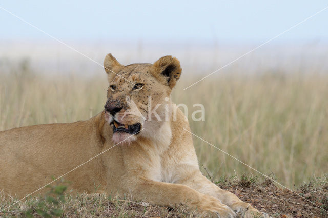 Lion (Panthera leo)