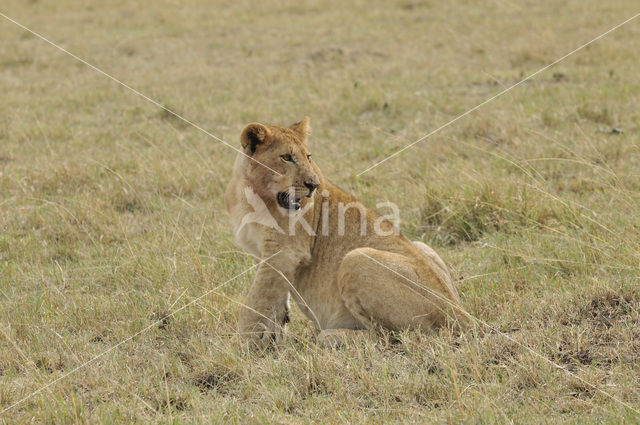 Lion (Panthera leo)