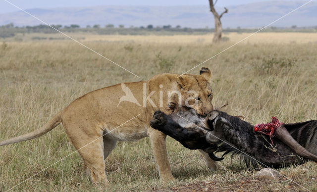 Lion (Panthera leo)